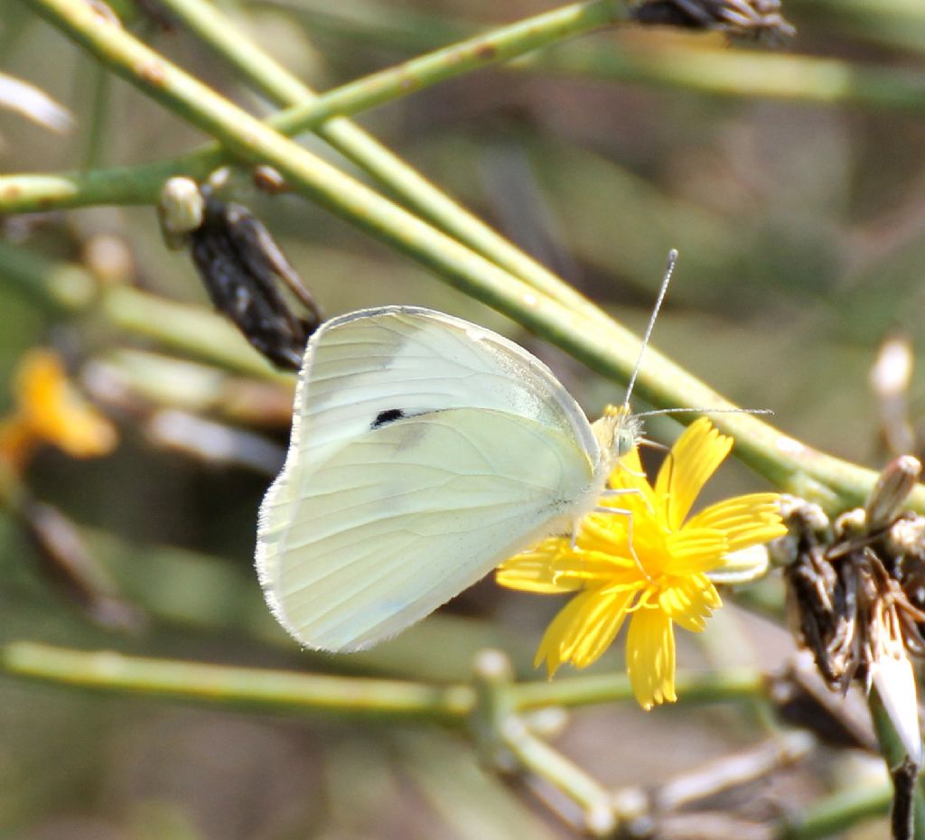 Pieris napi? No, Pieris rapae